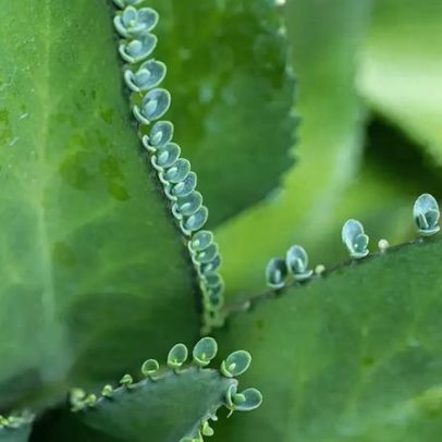 Plantas medicinais podem tornar terapias contra o câncer mais acessíveis