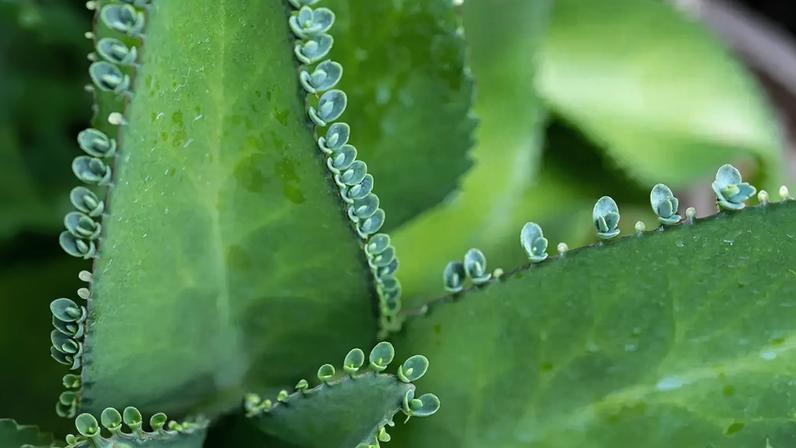Fotografia de uma folha de Kalanchoe pinnata.