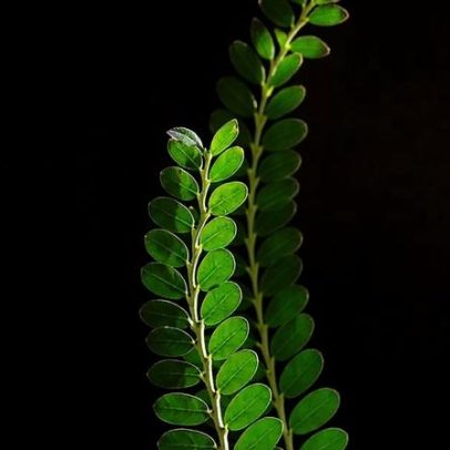 Quebra-pedra rende medicamento em desenvolvimento no Brasil