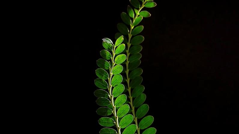 Quebra-pedra rende medicamento em desenvolvimento no Brasil