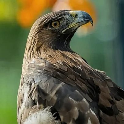 Projeto da águia-dourada reaviva apelos para rejeitar parque eólico