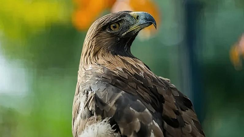 Projeto da águia-dourada reaviva apelos para rejeitar parque eólico