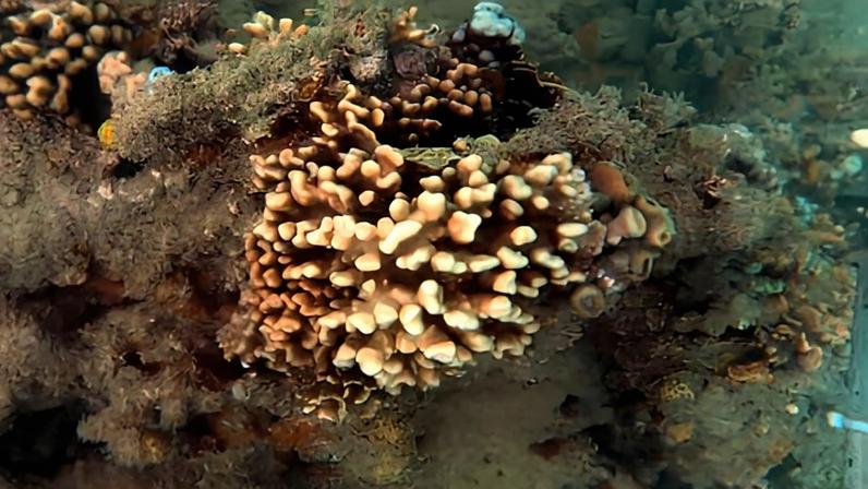 Corais-de-fogo, únicos no Brasil, enfrentam extinção silenciosa