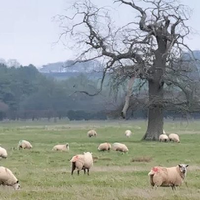 Terras agrícolas do conselho não serão usadas para energia solar
