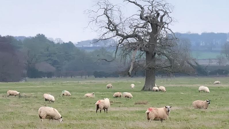 Terras agrícolas do conselho não serão usadas para energia solar