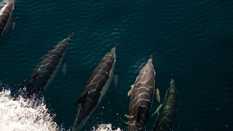 Trump abre o único monumento marinho americano no Atlântico para pesca