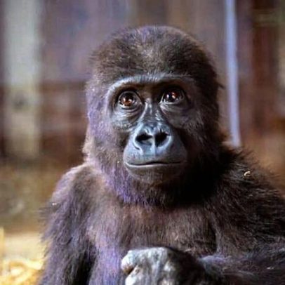 Bebê gorila apreendido de traficantes permanece em zoológico turco