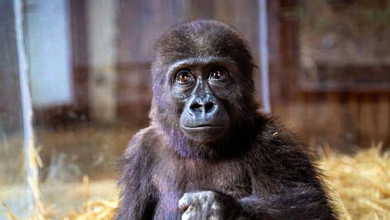 Bebê gorila apreendido de traficantes permanece em zoológico turco