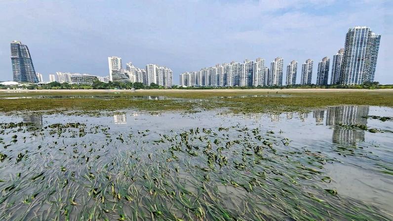 Seagrass in Malaysia