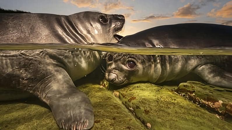 Filhotes de foca brincalhões vencem prêmio de foto subaquática