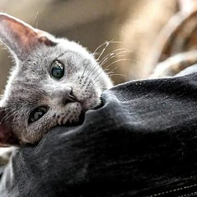 Ronronar, não o miado, revela a identidade de um gato, diz estudo