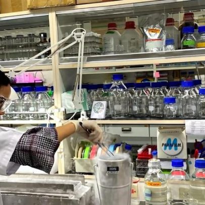 Banco de genes de corais na Tailândia busca ganhar tempo para recifes em risco