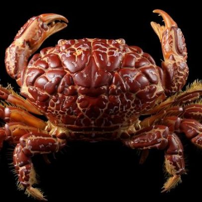 Caranguejo do diabo: consumo associado à morte de influenciadora