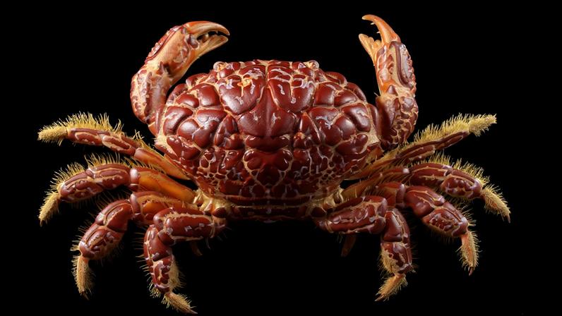 Imagem do caranguejo Zosimus aeneus.