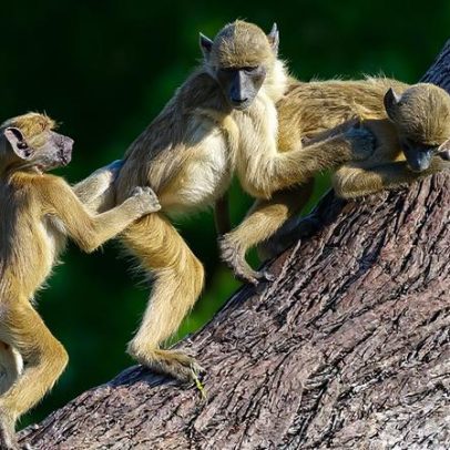Rivalidades entre irmãos babuínos indicam que eles também sentem ciúmes