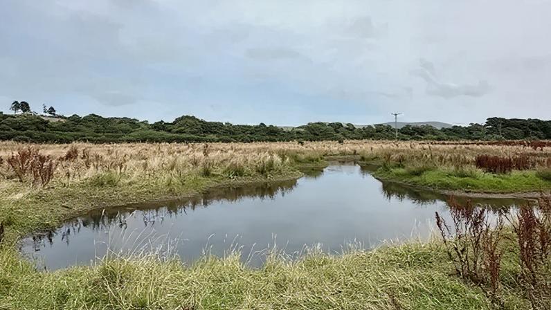 Planos de áreas úmidas propostas devem criar mosaico de vida selvagem