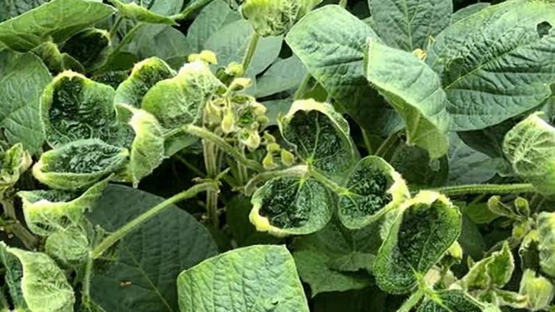Soy leaves that were damaged by the weedkiller dicamba.