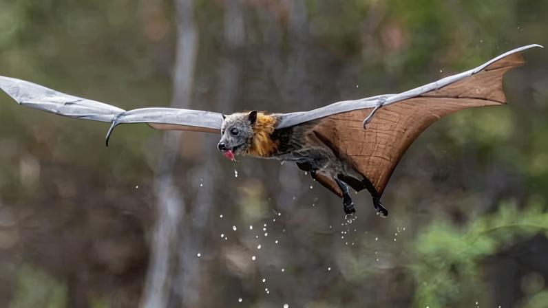 Mais de 80% da colônia de morcegos-viajantes dizimada pelo calor de janeiro