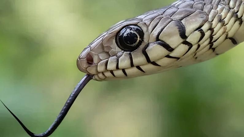 Around 50,000 Indians are killed by snakebites each year - roughly half of all deaths worldwide