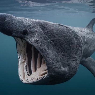 Novo mapa global mostra onde tubarões e raias necessitam de proteção