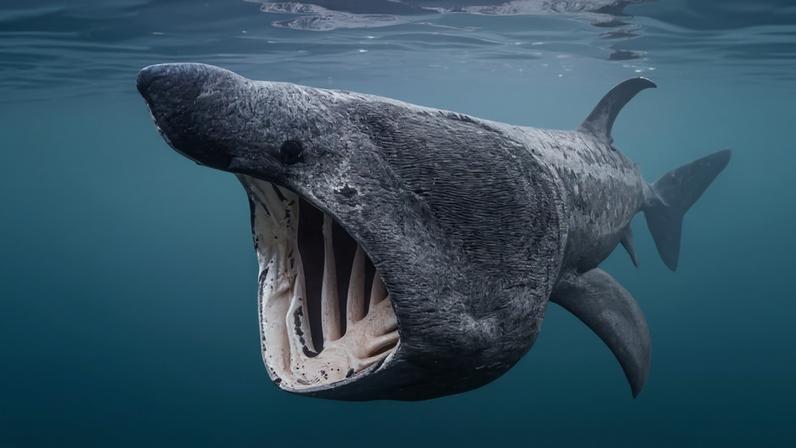 Novo mapa global mostra onde tubarões e raias necessitam de proteção