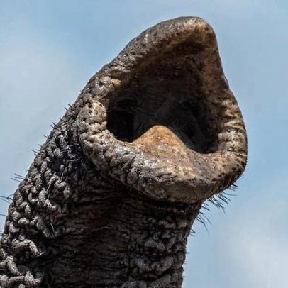 Pelinhos na tromba de elefantes alteram a percepção do mundo