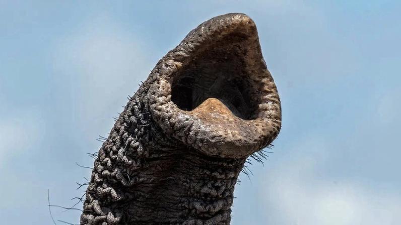 Pelinhos na tromba de elefantes alteram a percepção do mundo