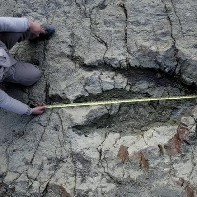 Novo método de IA identifica quais dinossauros deixaram pegadas