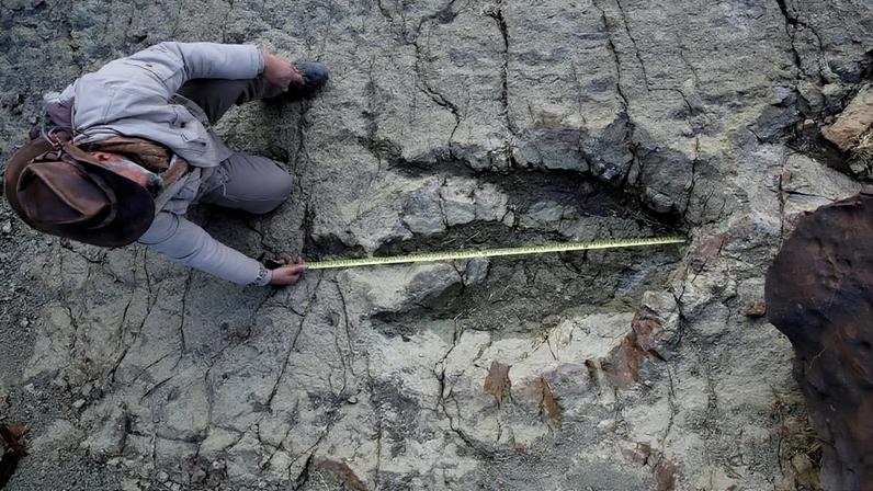 Novo método de IA identifica quais dinossauros deixaram pegadas