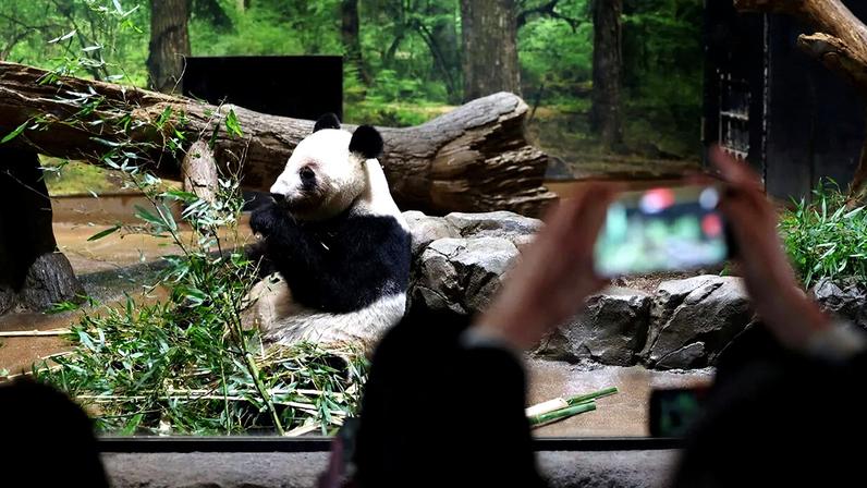 Visitors flock to see giant pandas Xiao Xiao and Lei Lei at Ueno Zoo before their return to China