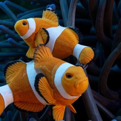 Peixes-palhaço perdem listras, sinal de risco à sobrevivência