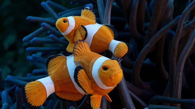 Peixes-palhaço perdem listras, sinal de risco à sobrevivência