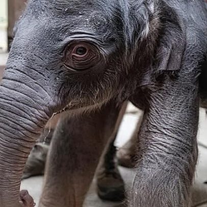Zoo Smithsonian recebe filhote de elefante asiático (vídeo)