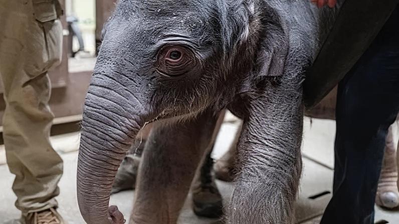 Zoo Smithsonian recebe filhote de elefante asiático (vídeo)