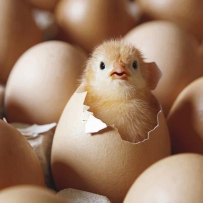 Efeito Bouba-Kiki é observado em pintinhos recém-nascidos