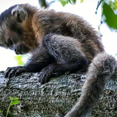 Cientistas registram macaco-prego sem pigmentação em Ubajara