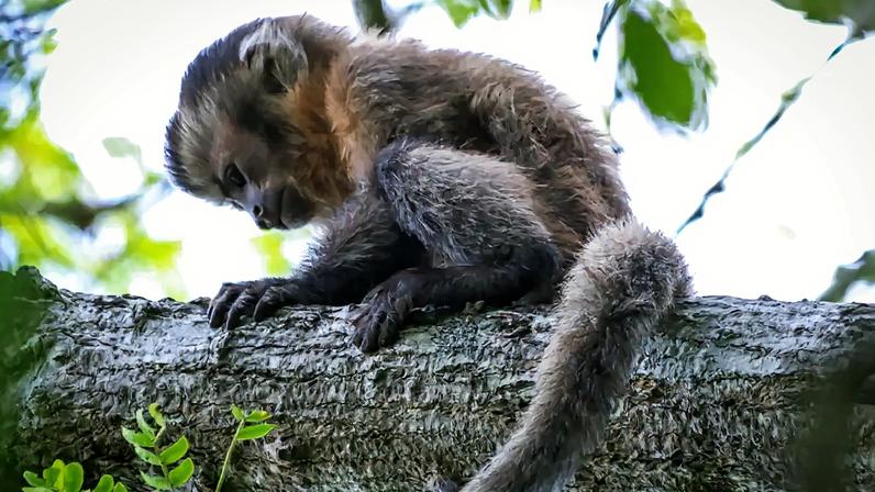 Fotografia de um apajus libidinosus, também chamado de macaco-prego barbado ou capuchinho, foi registrado por pesquisadores brasileiros no Parque Nacional de Ubajara, no Ceará.