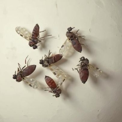 Estudo aponta diferenças de sintomas entre febre do Oropouche e dengue