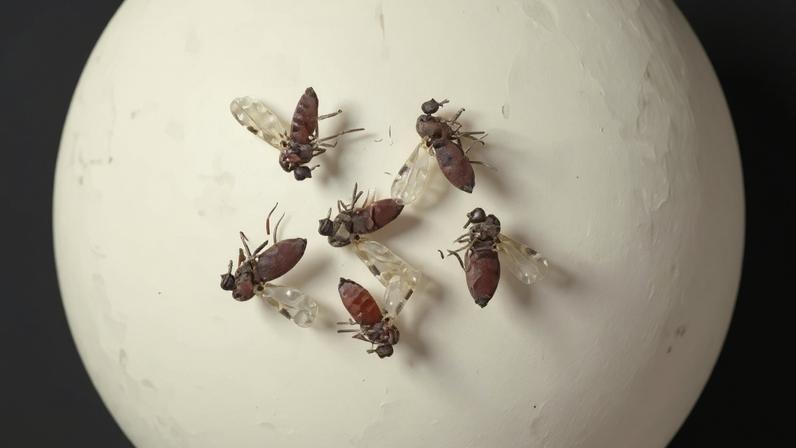 Brasília (DF), 23.07.2024 - Mosquito maruim (Culicoides paraensis), que transmite o vírus Oropouche (OROV). Foto: Bruna Lais Sena do Nascimento/Laboratório de Entomologia Médica/SEARB/IEC