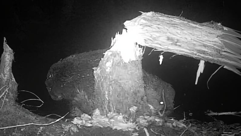 The beavers are the first wild pair to settle in Norfolk since the early 16th century.