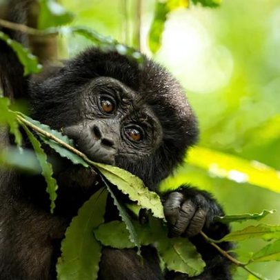 Testes de urina mostram consumo diário de álcool por chimpanzés