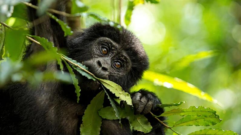 Testes de urina mostram consumo diário de álcool por chimpanzés