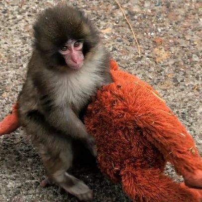 Por que o macaco Punch viralizou? Ciência explica efeito da fofura