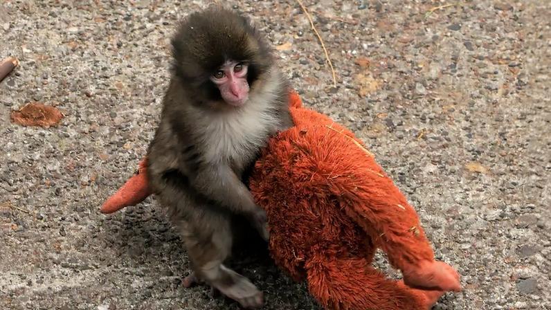 Por que o macaco Punch viralizou? Ciência explica efeito da fofura