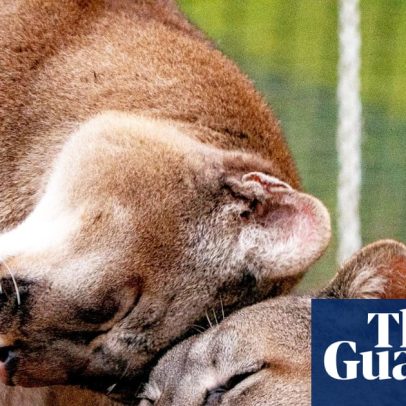 Semana na vida selvagem: peixe furtivo, rãs Dunkin’ e corvo branco