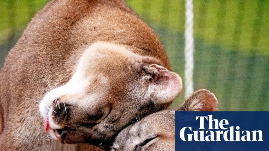 A Bluestriped Fangblenny