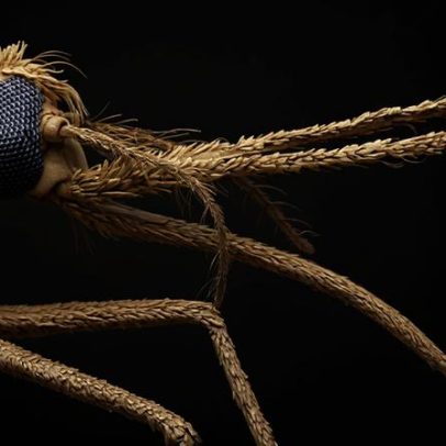 Como mosquitos passaram a preferir sangue humano