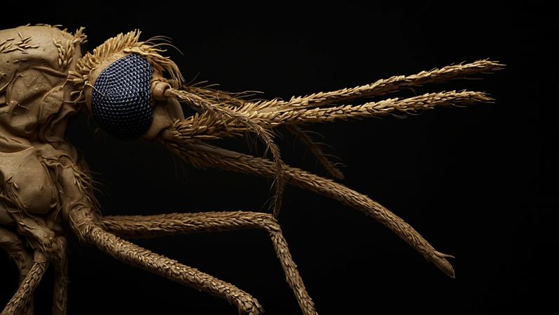 Como mosquitos passaram a preferir sangue humano