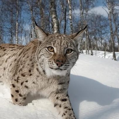 Lynx pode retornar às florestas da Escócia; Terras Altas céticas com defensores