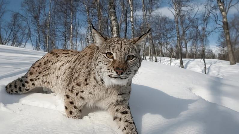 Lynx pode retornar às florestas da Escócia; Terras Altas céticas com defensores